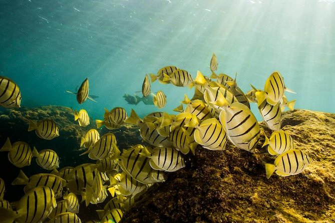 Private Snorkeling Tour in Cabo San Lucas - Wildlife and Locations