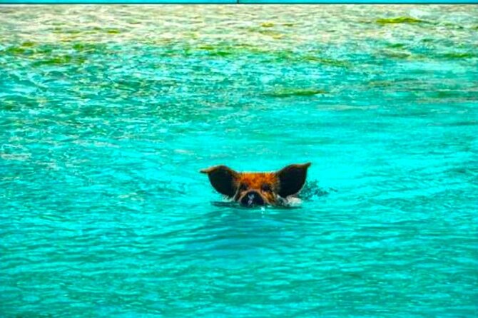 Private Swimming With Wild Pigs in Exuma - a Taste of Paradise! - Reviews and Ratings