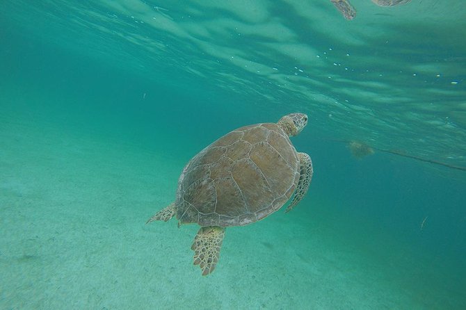 Private Tour: Akumal Marine Turtle Snorkeling and Cenote Adventure - Inclusions