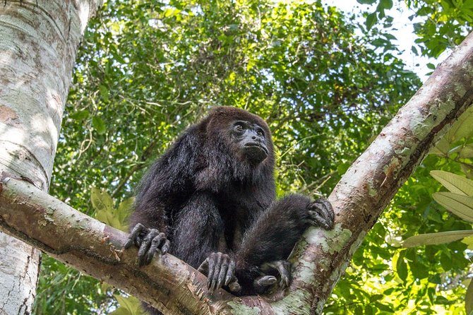 Private Tour Altun Ha Cave Tubing and Baboon Sanctuary From Belize City - Health and Safety Guidelines