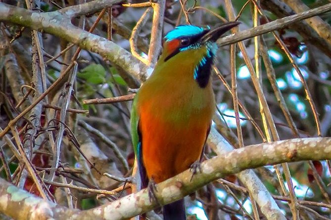 Private Tour: Birdwatching From Cancun - Tour Details