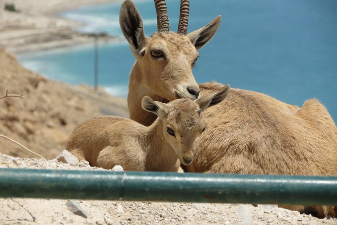Private Tour: Dead Sea and Masada - What to Expect