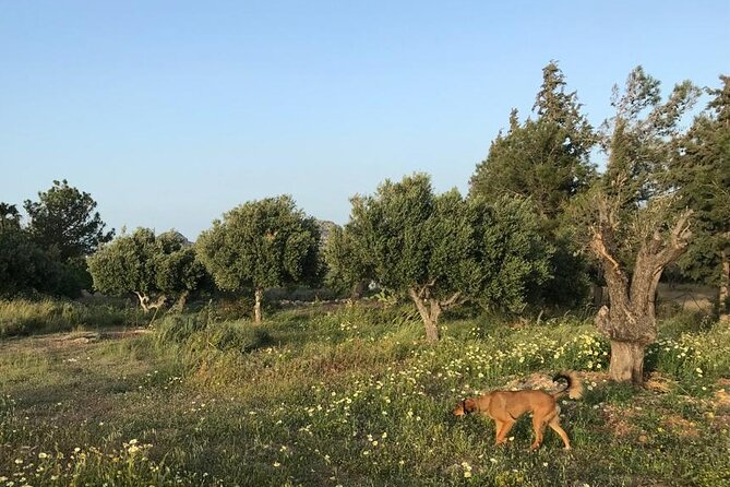 Private Tour: Discover the Secret World of Olives in Afantou - Olive Tasting and Exploration