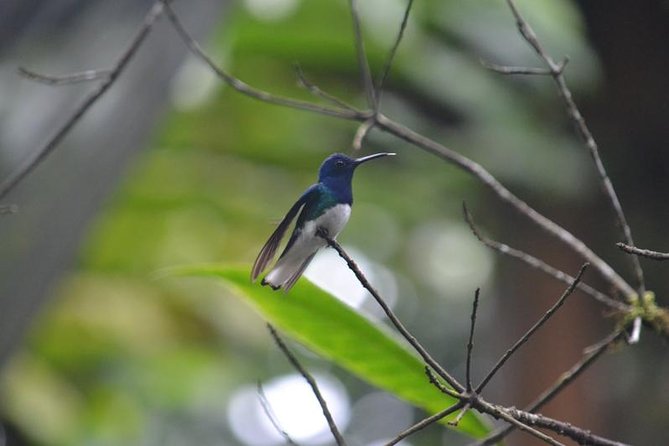 Private Tour: Equator Line,Hummingbirds Garden & 2-hour Hike in a Primary Forest - Delving Into Hummingbirds Garden