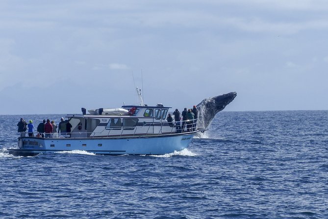 Private Tour Fee to See Whales and Dolphins - Ratings and Customer Feedback