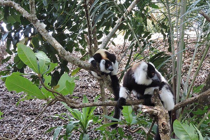 Private Tour for the Highlights of Madagascar - Discovering Natural Wonders