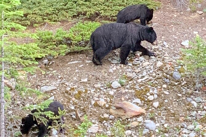 Private Tour for up to 24 Guests of Lake Louise and the Icefield Parkway - Itinerary Highlights