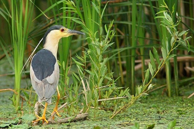 Private Tour From Bucharest to Danube Delta - 2 Days Tour - Activities in Danube Delta