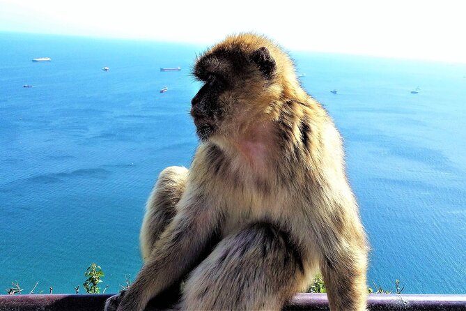 Private Tour in Gibraltar & Mijas From Marbella and Estepona - Inclusions