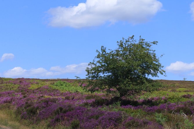 Private Tour: North Yorkshire Moors and Whitby From Harrogate in 16 Seat Minibus - Highlights of the Itinerary