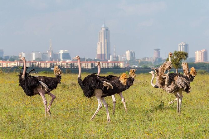 Private Tour Safari To Nairobi National Park - Meeting and Pickup