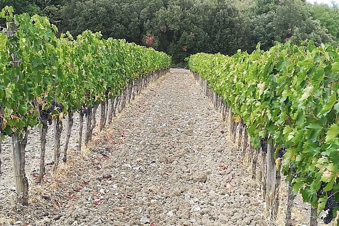 PRIVATE TOUR: Sweet Hills of Chianti & Siena + Lunch & 2 Tastings - Inclusions