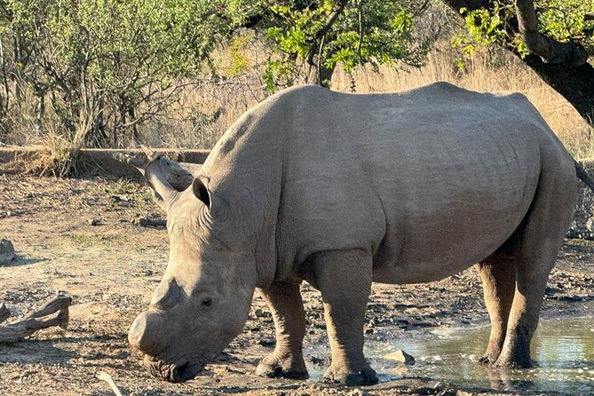 Private Tour to Aquila Game Reserve in Cape Town - See the Big5 - Inclusions
