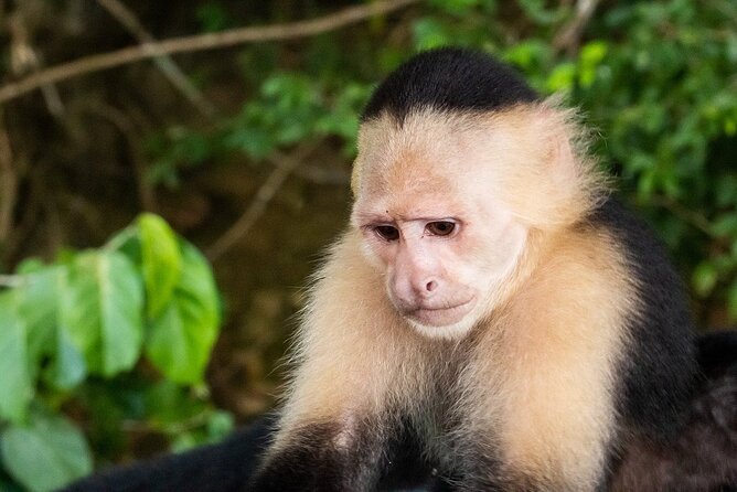 Private Tour to Monkey Island and Sloth Sanctuary in Gamboa - Pricing and Booking