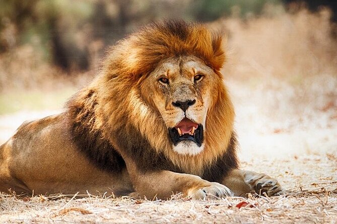 PRIVATE Tour to NAIROBI NATIONALPARK 45hrs Gamedrive 4*4 - Inclusions and Amenities