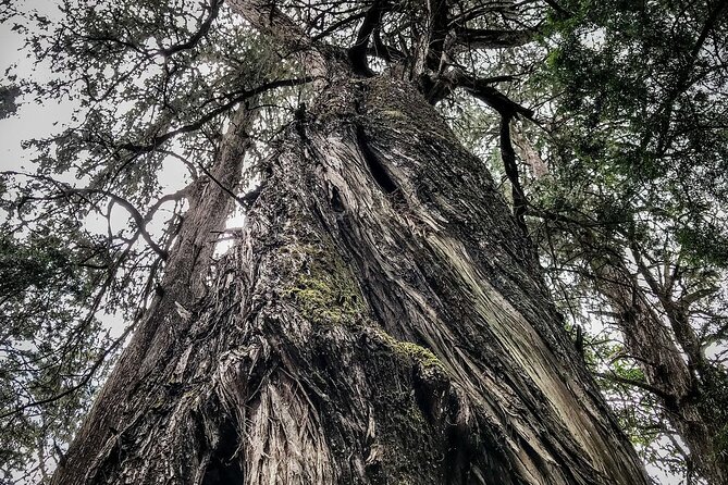 Private Tour to Suba Forest and Highest Peak With Lunch - Suba Forest Experience