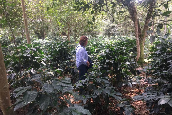 Private Tour to the Hacienda Cafetera - Coloma - Included Experiences