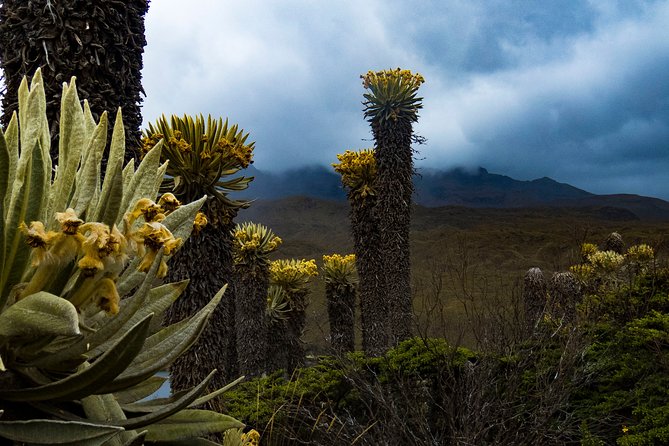 Private Tour to the Otún Lagoon - Trikke Transportation and Experiences