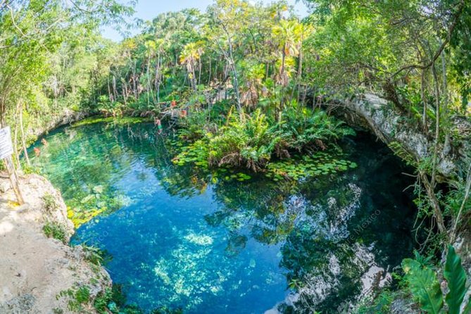 Private Tour Turtle Experience and Cenote Swim - Tour Highlights
