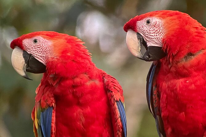 Private Urban Wildlife City Tour From Manuel Antonio to Quepos - What Youll Experience
