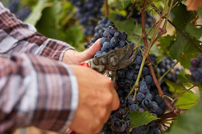 Private Visit to the Cellars of Etna With Wine Tasting - Cancellation Policy