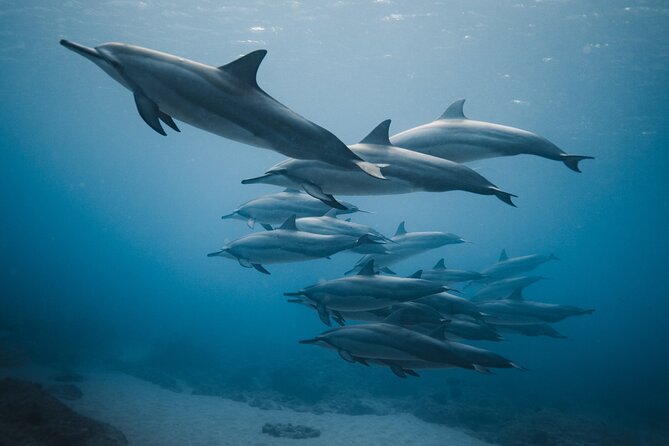 Private Whale Watching and Coastal Swimming Tour Honolulu - Pricing Information