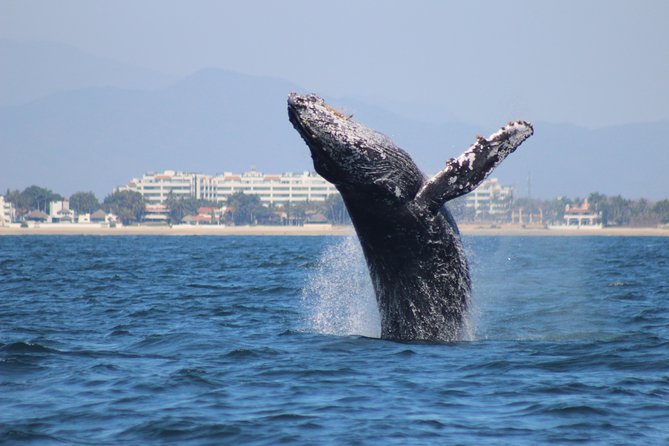 Private Whale Watching Tour in Puerto Vallarta - Inclusions and Meeting Information