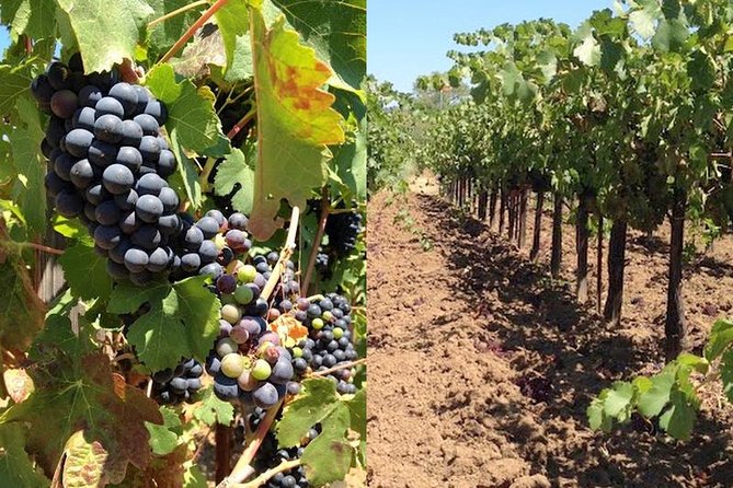 Private Wine Tasting Tour From Santa Ynez, Solvang or Buellton! - Included in the Tour