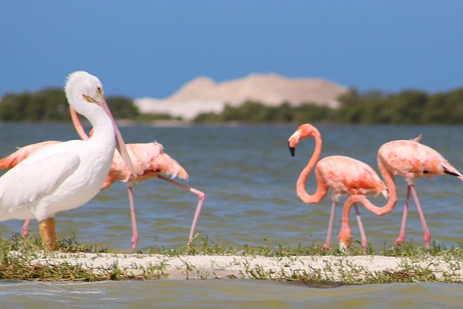 Private Yucatan Discovery Tour - Pickup Information