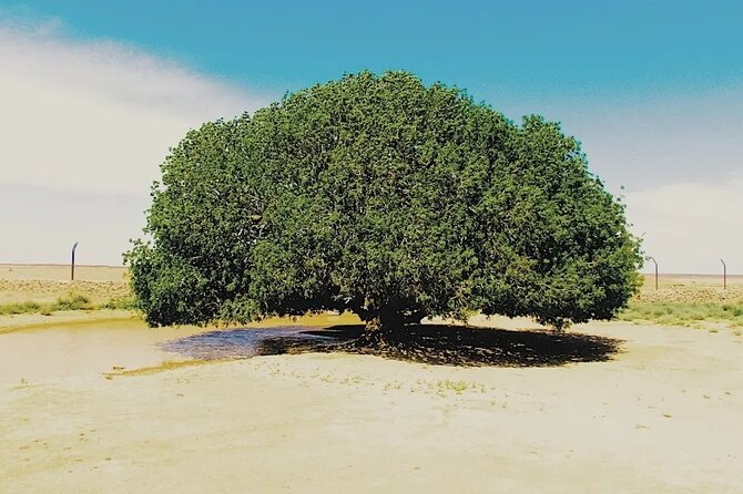 Prophet Muhammads Tree & Cave of Sleepers Full-Day Private Tour - Transportation Details