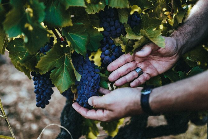 Provence Wine Tour - Private Day Tour From Antibes - Meet Talented Winemakers