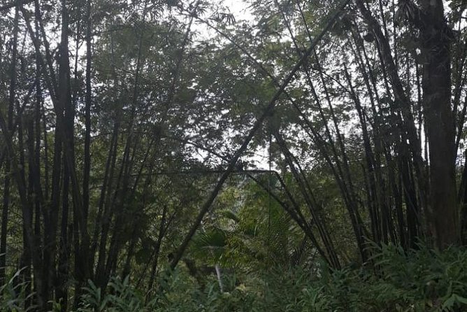 Rain Forest Jungle Tour - Additional Information