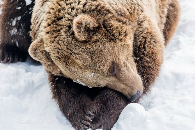 Ranua Zoo Family Tour From Rovaniemi - What to Expect