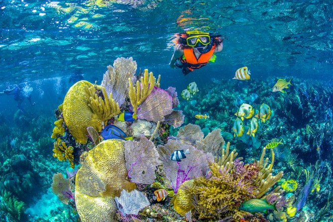 Reef Snorkel In National Park In Puerto Morelos With Lunch And Transportation - Meeting and Pickup Logistics