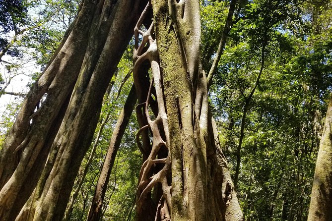 Regular Guided Tour Monteverde Reserve - Inclusions