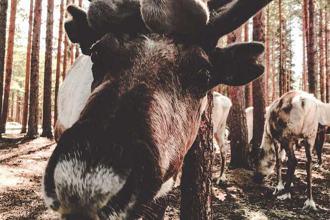 Reindeer Farm Summer Experience - Highlights of the Farm Visit