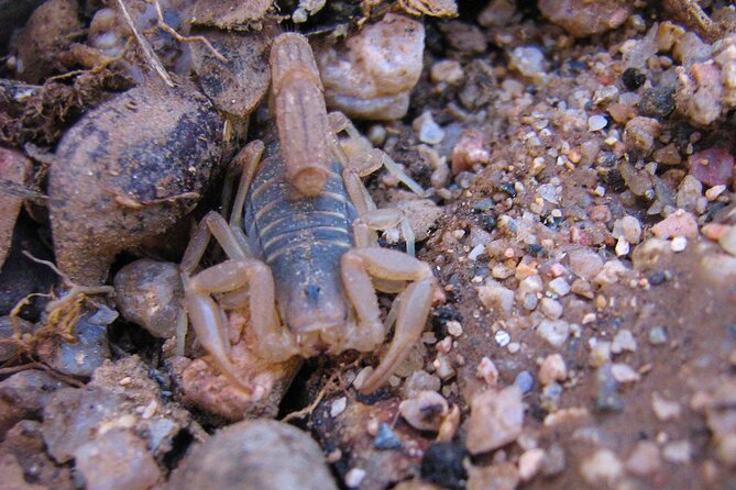 Reptile Hunting in The Sonoran Desert - Appreciating Desert Ecology