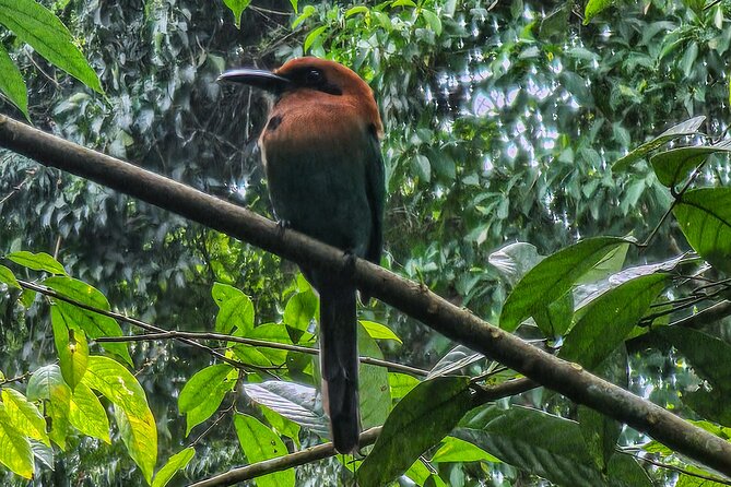 Rio Celeste Guided Hike - Tenorio Volcano - Full Tour - Tour Schedule