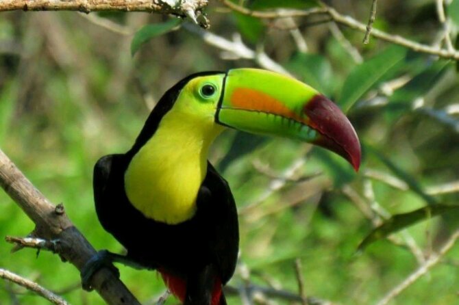 Rio Celeste National Park Hike - Inclusions and Highlights
