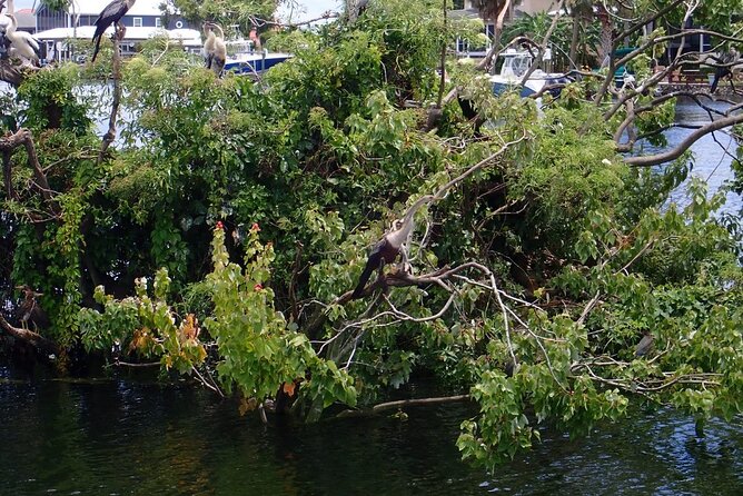 River Cruise Tour With Manatee Viewing - Meeting and Departure Details