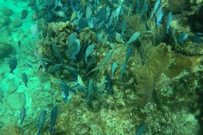 Roatan Jet Ski Shore Excursion With Snorkel and Beach - Cultural and Snorkeling Experience