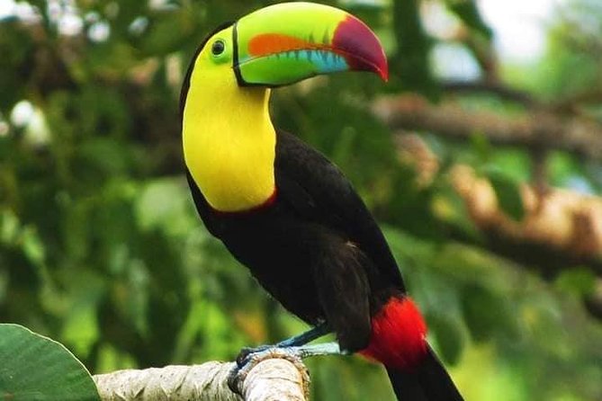 Roatan Manawakie Shore Excursion Eco-Park With Snorkel Adventure - Inclusions and Pricing
