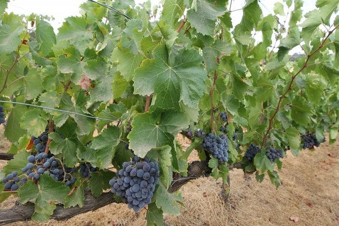 Ronda Private Wine Tour and Tapas From Marbella - Pricing and Availability