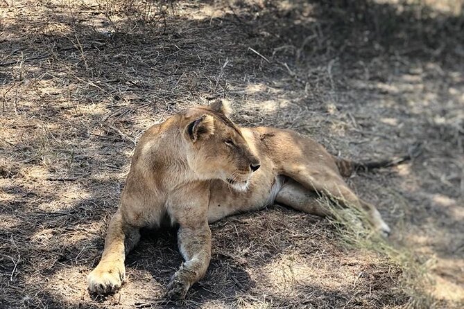 Royal Day Trip to Selous/Nyerere Park Fly Safari From Zanzibar - Inclusions