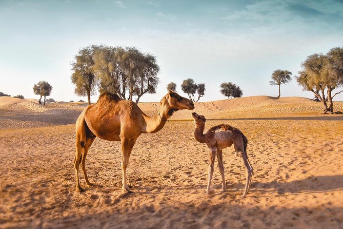 Royal Private Desert Safari - Exclusive SUV - Inclusions