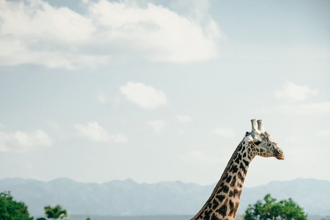 Ruaha National Park And Mikumi National Park Budget Safari 6 Days 5 Nights - Accommodation and Meals