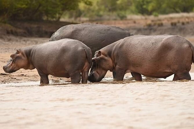Saadani National Park Day Tour - Health and Accessibility