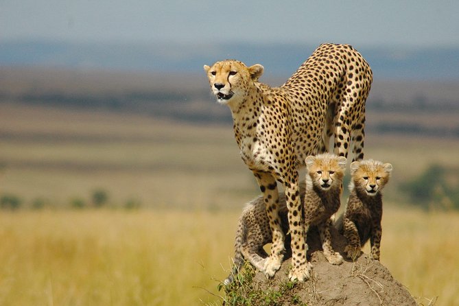 Safari Experience at Rhino & Lion Park - Safari Tour Highlights