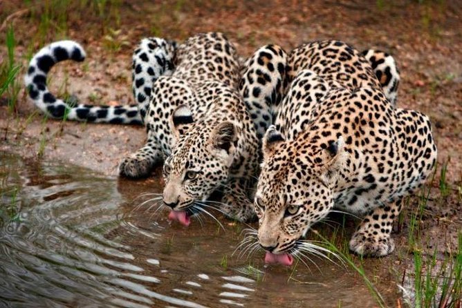 Safari in Tanzania December - April, the Great Migration of the Serengeti - Pricing and Inclusions