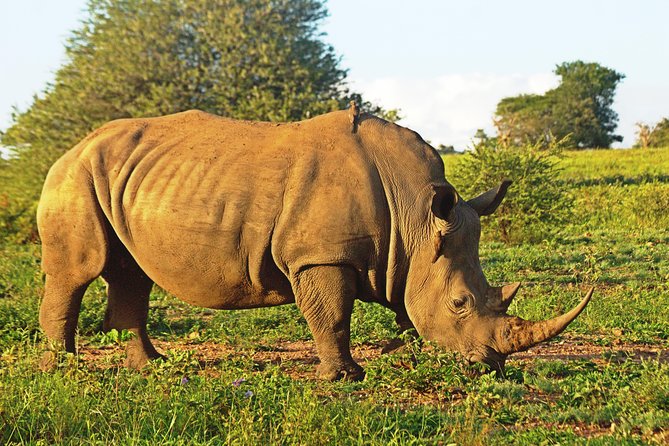 Safari in the Kruger National Park - 4 Days-All Inclusive & Private - Inclusions